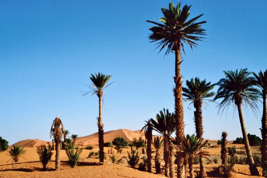 Palmen zeigen eine nahe Wasserstelle an