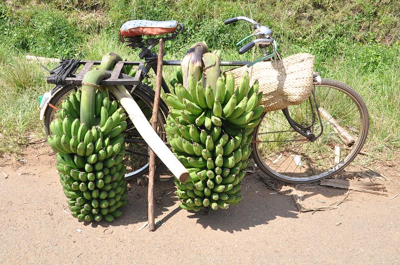 Ich bin nicht der einzige Radler auf Ugandas Strassen - und manche schleppen wesentlich mehr als ich!