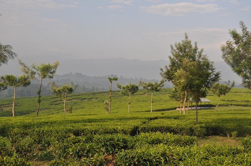 Teeplantagen praegen die Landschaft in diesem Teil Ugandas