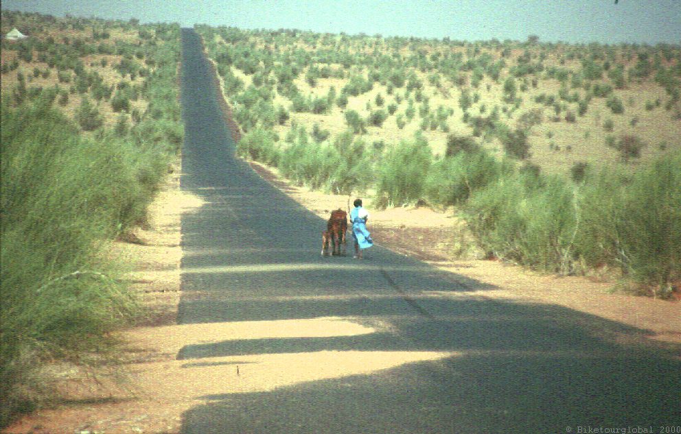 Tuareg+Kuh Die Straße der Hoffnung...