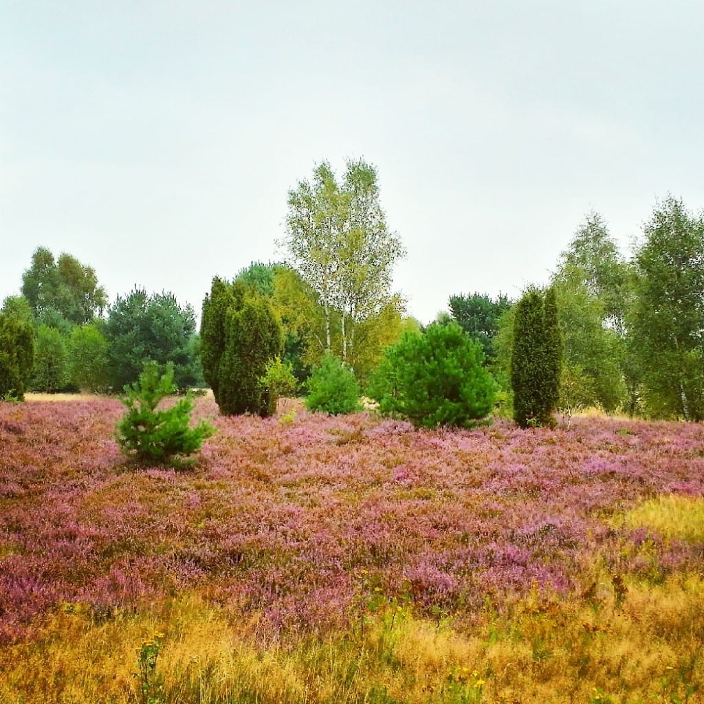 elbe heide altes land biketourglobal 001