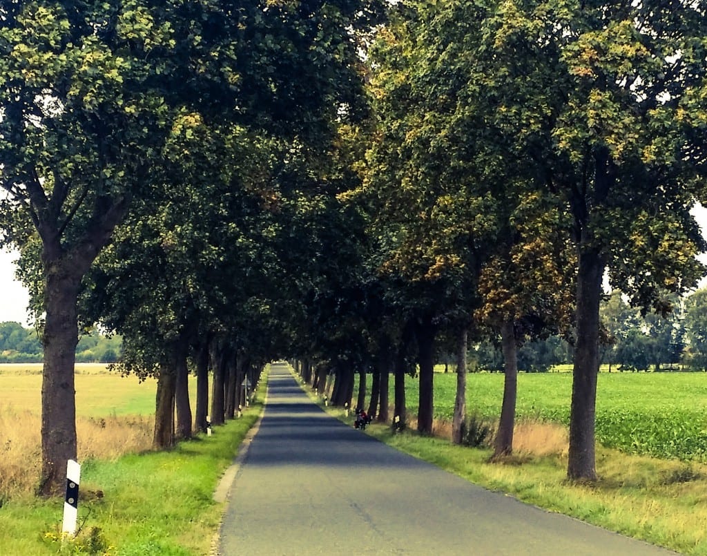 Allee mit Rad