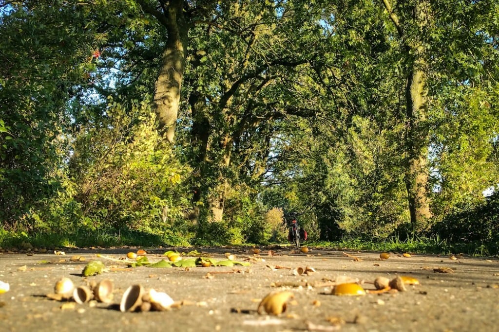 grüner herbst_17