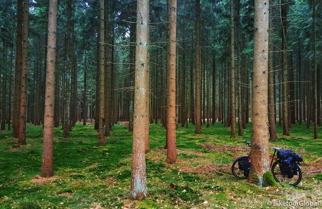 Im Wald vor dem Nord-Ostsee-Kanal