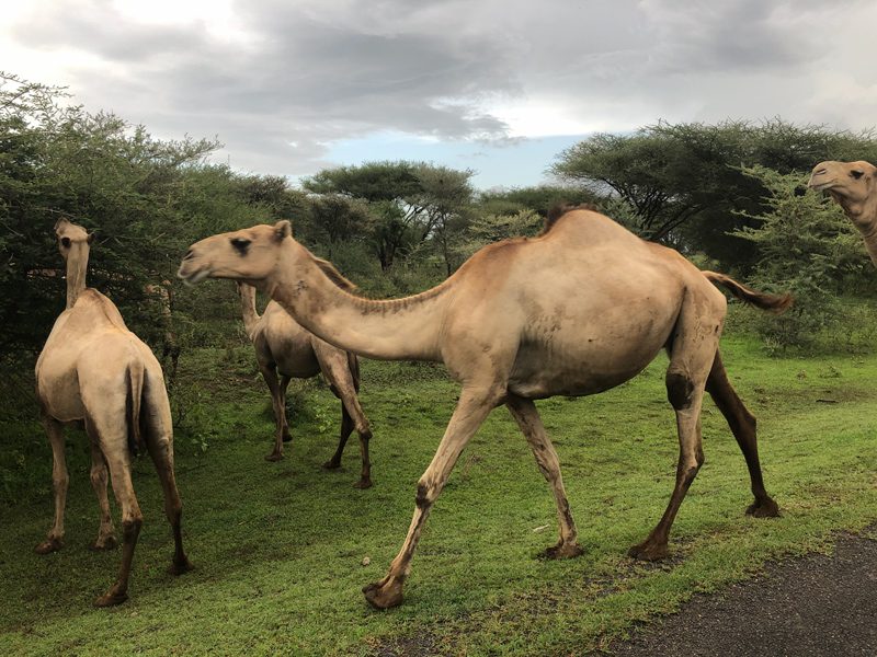 Mit dem Fahrrad unterwegs in Kenia und Tansania